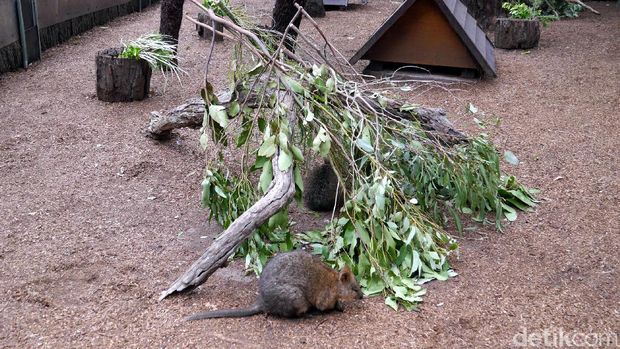 Quokka yang tak kalah lucu (Wahyu/detikTravel)