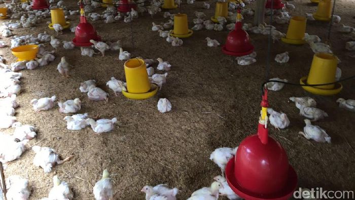 80+ Gambar Ayam Yang Belum Diwarnai Paling Bagus 80+ Gambar Ayam Yang Belum Diwarnai Paling Bagus
