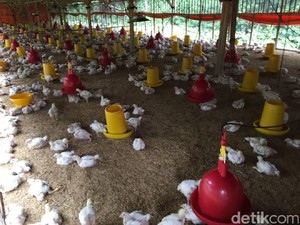KPPU: Ada Broker Main di Harga Ayam, Selama ini Tidak Pernah Disentuh