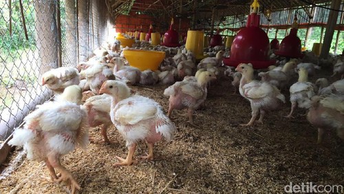 Peternakan ayam di Bogor