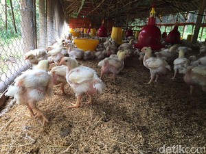 8 Ribu Ekor Ayam dari Bogor Masuk Flores