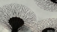 Foto: Ada 18 Supertree di Gardens by the Bay. Tingginya sekitar 50 meter. Ini didesain dengan ciamik bak pohon dalam film fiksi ilmiah (Andhika Prasetia/detikTravel)