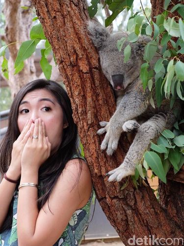 taronga5 Wisatawan bisa berfoto dengan koala ini (Arief Muhammad/Istimewa)