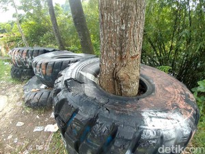Bingung Kan? Bagaimana Ban Ini Membungkus Pohon di Purwakarta