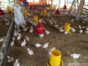 RI Masih Impor Bahan Baku Pakan Ternak dari 5 Negara Ini