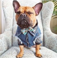 Wanita Ini Resign dari Kantor Demi Membuat Baju untuk Anjing