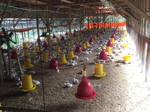 Peternak Ayam Pangandaran Minta Program Bantuan Segera Diluncurkan