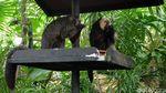Bertemu Beruang Kutub di Singapore Zoo
