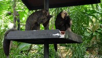 Foto: Ada banyak bagian kebun binatang ini yang bisa traveler kunjungi. Di Fragile Forest misalnya, traveler dapat melihat monyet saki hingga kelelawar (Andhika Prasetia/detikTravel)