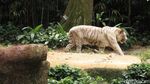 Bertemu Beruang Kutub di Singapore Zoo