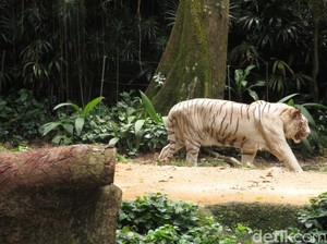 Satwa dari Berbagai Belahan Dunia Ada di Singapore Zoo!