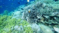 Di sini kamu bisa temukan ekosistem terumbu karang, bakau, dan puluhan jenis ikan. Tentu saja warna-warni. (Mega Ditta/dtraveler)