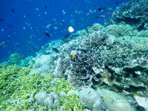Wow! Taman Nasional Bunaken Jadi Google Doodle