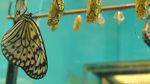 Bertemu Beruang Kutub di Singapore Zoo