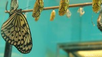 Foto: Saat ini, Singapore Zoo melangkah lebih jauh menjadi learning zoo atau kebun binatang pendidikan agar dapat maksimal menyampaikan pesan tentang konservasi. Kebun binatang ini buka setiap hari dari pukul 08.30-18.00 waktu setempat (Andhika Prasetia/detikTravel)