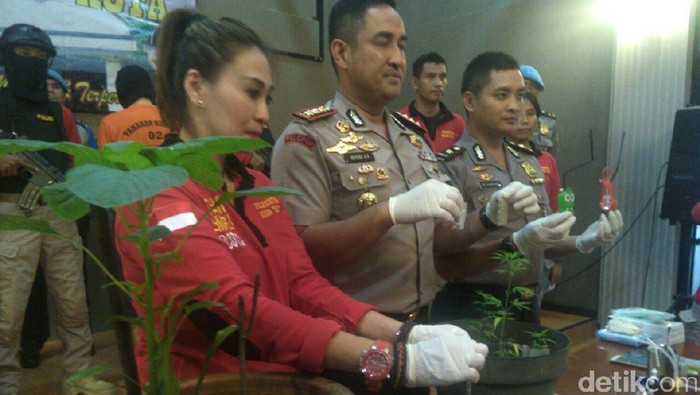 Tanam Ganja di Rumah, Ketua RT di Bogor Ditangkap