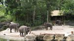 Bertemu Beruang Kutub di Singapore Zoo