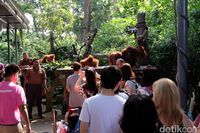 Berjumpa Aneka Satwa dari Berbagai Belahan Dunia di Singapore Zoo