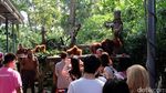 Bertemu Beruang Kutub di Singapore Zoo