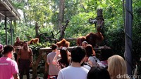 Foto: Turis bisa berfoto bersama orangutan pada pukul 09.30-10.00 waktu setempat. Pengunjung baik tua maupun muda turut mengantre demi foto bareng orangutan (Andhika Prasetia/detikTravel)