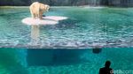 Bertemu Beruang Kutub di Singapore Zoo