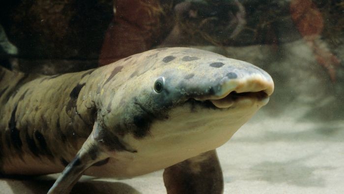 Ikan Australia Berusia 90 Tahunan Mati di Chicago