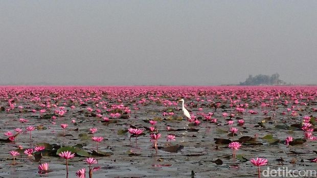 Legenda di Balik Danau Pink Thailand