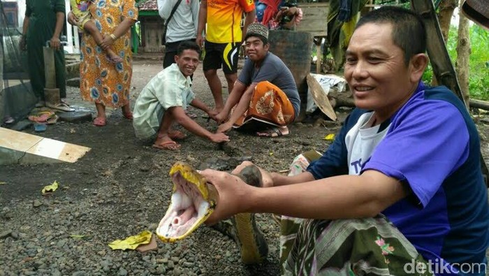 Jangan Remehkan Gigitan Ular Kecil