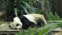 Foto: Selain menyusuri sungai dan melihat ikan, ada pula panda menggemaskan. Ada ruangan khusus bersuhu sejuk tempat dua panda maskot River Safari yang menggemaskan Kai-kai (jantan) dan Jia-jia (betina) (Andhika Prasetia/detikTravel)