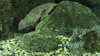 Foto: Kamu dapat melihat satwa dari Sungai Mississippi seperti ikan aligator, ikan harimau dan ikan buntal raksasa dari Sungai Congo dan Nil, buaya India dari Sungai Gangga, ikan lele raksasa dari Sungai Mekong, dan salamander raksasa dari Sungai Yangtze (Andhika Prasetia/detikTravel)