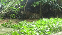 Foto: Luasnya 12 hektar, dihuni 400 spesies tanaman dan 200 spesies hewan. Di mana 40 spesiesnya terancam punah (Andhika Prasetia/detikTravel)