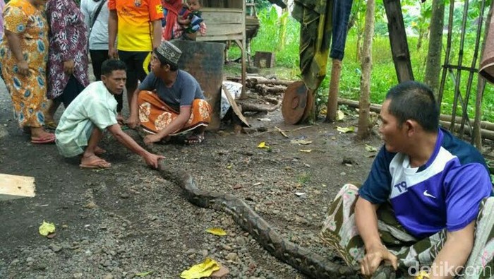 Ular Piton Pemangsa Ternak Warga Situbondo Ditangkap