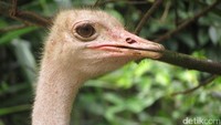 Ada berbagai jenis burung dari belahan dunia di Jurong Bird Park. Contohnya seperti elang, burung unta, burung dara mahkota, hingga flamingo di sekitar area (Andhika/detikTravel)