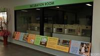 Pengunjung bisa melihat bagaimana burung di Jurong Bird Park tumbuh dewasa sejak dari telur di Breeding and Research Centre (BRC). Seperti diketahui, Jurong Bird Park berhasil mengembangbiakkan jalak Bali pada tahun 1990 (Andhika/detikTravel)
