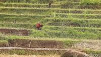 Tampak petani mengolah lahan sawahnya, di Desa Ciwangi, Kecamatan Balubur, Kabupaten Garut.
