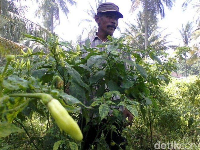 Cabai Mahal Padahal Barangnya Ada, Kementan: Ini Aneh