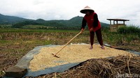 Seorang petani menjemur gabah saat mentari muncul.