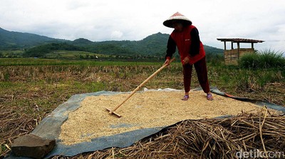 Melihat Aktifitas Petani Garut
