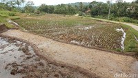 Hamparan sawah yang begitu luas dan indah dari kejauhan.
