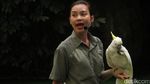 Singapura Punya Taman Burung Terluas di Asia