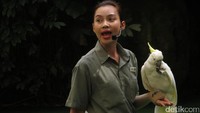 Salat satu petugas yang bertugas untuk menghibur pengunjung dengan pertunjukan burung seru. Ajaklah si buah hati untuk melihatnya (Andhika/detikTravel)