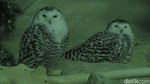 Singapura Punya Taman Burung Terluas di Asia