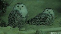 Sepasang burung hantu di Jurong Bird Park. Burung yang ada bervariasi dari yang biasa ditemui hingga yang langka (Andhika/detikTravel)