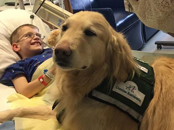 Cerita Casper, Anjing yang Menjadi Terapis di Rumah Sakit