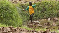 Saat musim penghujan datang, para petani tak menyia-nyiakan kesempatan dan langsung menggarap sawah mereka.