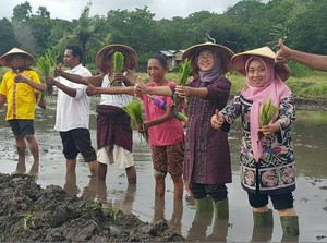 Diterjang Angin Kencang, Petani NTT Tetap Tanam Padi