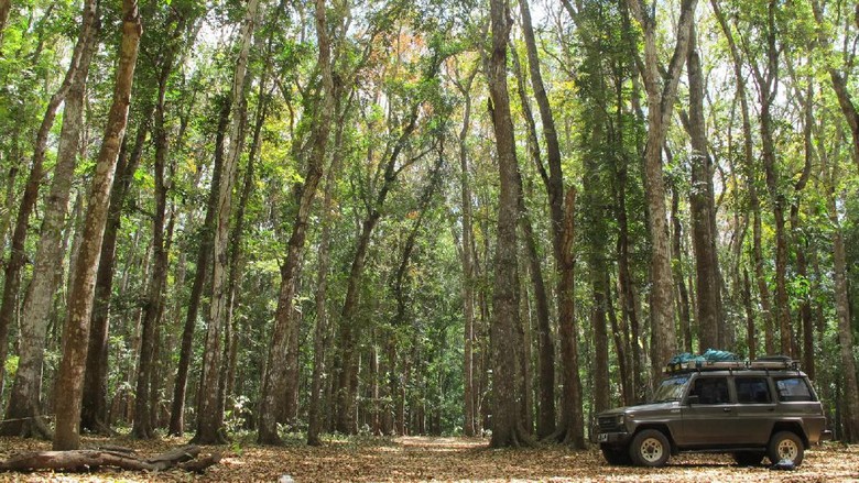 Hutan Alas Purwo yang punya cerita seram (Afif/detikTravel) Hutan Alas Purwo yang punya cerita seram (Afif/detikTravel)