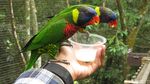 Singapura Punya Taman Burung Terluas di Asia