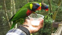 Pengunjung pun bisa memberi makan dan berinteraksi langsung dengan burung yang ada. Makanannya pun disediakan oleh pihak pengelola (Andhika/detikTravel)