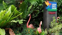 Jurong Bird Park menjadi salah satu destinasi liburan favorit wisatawan ketika berkunjung ke Singapura. Kebun binatang ini bahkan menyimpan ribuan ekor burung yang terdiri dari berbagai spesies berbeda (Andhika/detikTravel)